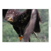 Aigle Tawny (Devant horizontal)