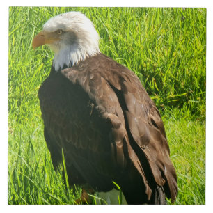 Aigle vers le haut carreaux céramiques proches