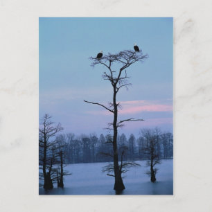 Aigles chauves sur une carte postale d'arbre