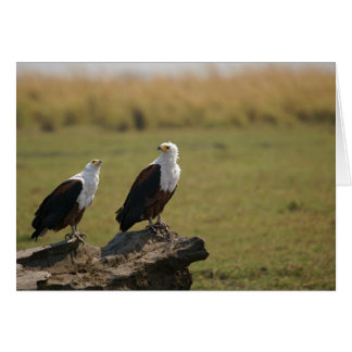 Aigles de poisson d'Afrique