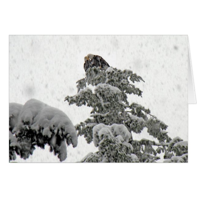 Aigles se mêlant à la neige (Devant horizontal)