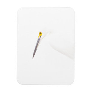 Aigrette headshot magneet