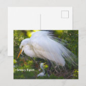Aigrette neigeuse avec carte postale de bébé (Devant / Derrière)