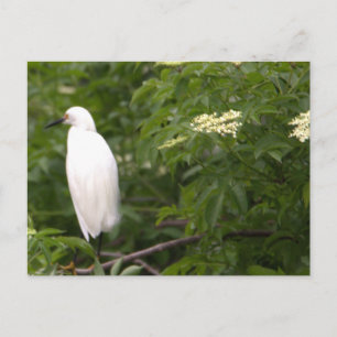 Aigrette neigeuse Photo Carte postale