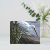 Aigrette neigeuse Photo Carte postale (Debout devant)