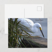 Aigrette neigeuse Photo Carte postale (Devant / Derrière)