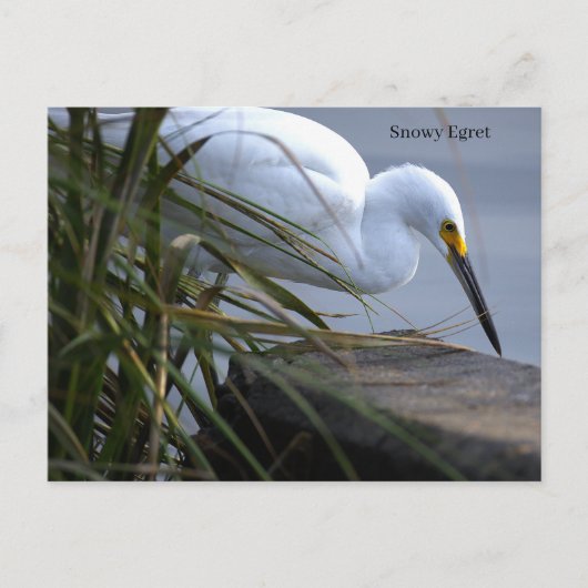 Aigrette neigeuse Photo Carte postale (Devant)