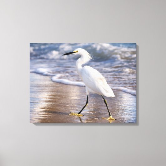 Aigrette sur toile de bord de mer (Recto)