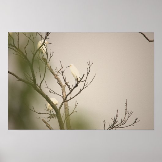 Aigrettes neigeuses sur affiche d'arbre (Devant)