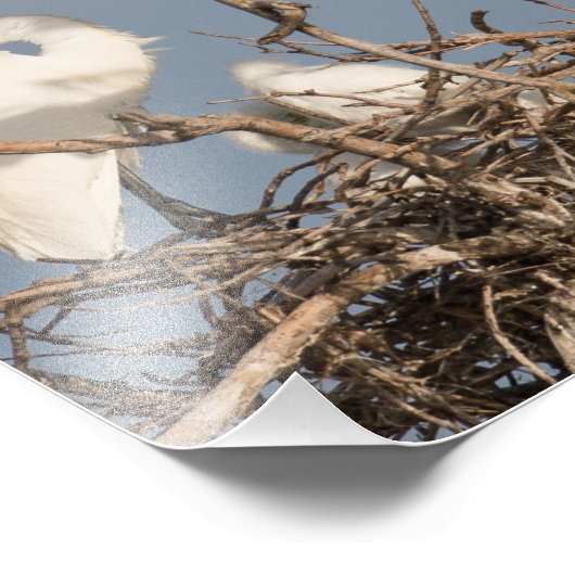 Aiguille blanche et bébé dans le nid Photographie  (Coin)