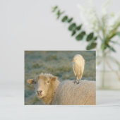 Aiguille de bétail sur carte postale de mouton (Debout devant)