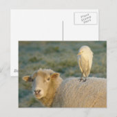 Aiguille de bétail sur carte postale de mouton (Devant / Derrière)