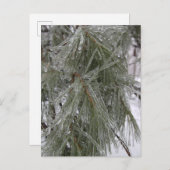 Aiguilles de pin dans la carte postale des fêtes d (Devant / Derrière)