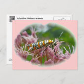 Ailanthus Webworm Moth (Atteva punctella) Briefkaart (Voorkant / Achterkant)