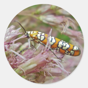 Ailanthus Webworm Moth (Atteva punctella) Ronde Sticker