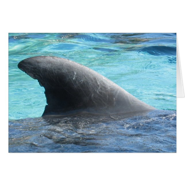 Aileron de poupée - série de TBD (Devant Horizontal)