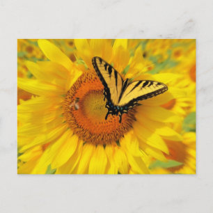 Ailes d'été, cartes postales