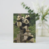 Ailuropoda melanoleuca) briefkaart (Staand voorkant)