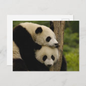 Ailuropoda melanoleuca) briefkaart (Voorkant / Achterkant)