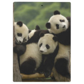 Ailuropoda melanoleuca) klembord (Achterkant)