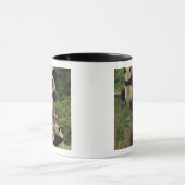 Ailuropoda melanoleuca) mok (Midden)