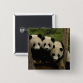 Ailuropoda melanoleuca) vierkante button 5,1 cm (Voorkant /achterkant)