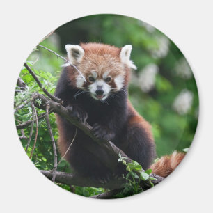 Ailurus fulgens magneet