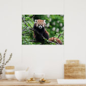 Ailurus fulgens poster (Keuken)