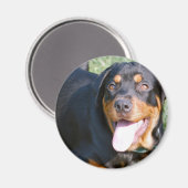 Aimable Rottweiler Magnet (Recto/Verso)