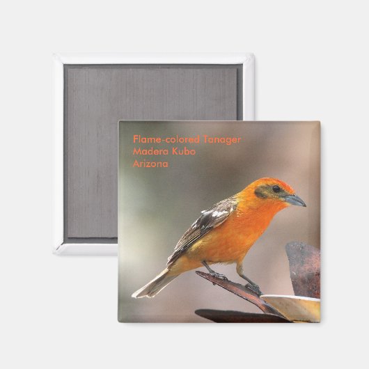 aimant (Recto/Verso)