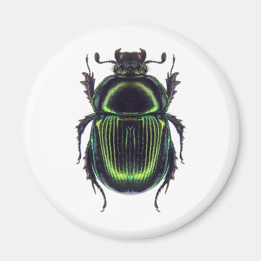 AIMANT オオセンチコガネ (Devant)