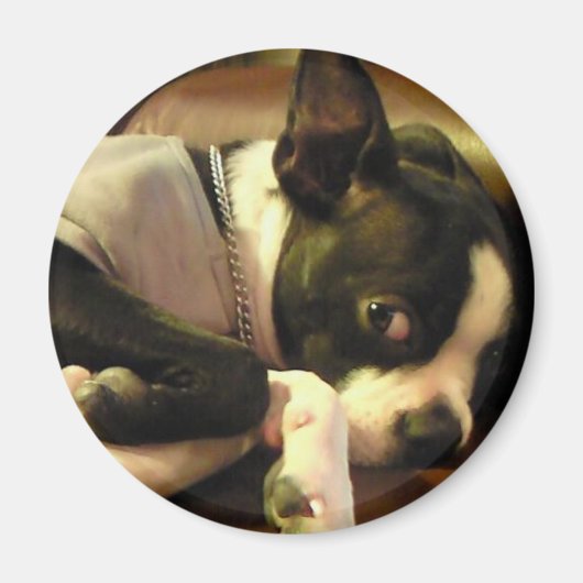 AIMANT ブチ　マグネット　丸 (Devant)