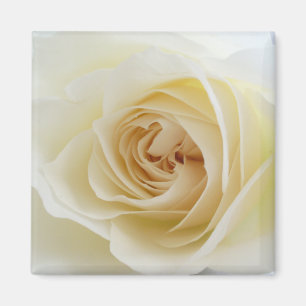 Aimant 001 de carré de rose blanc