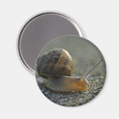 Aimant 1 escargot (Recto/Verso)