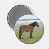 Aimant 2009-7-20 Shackleford Banks 00028 (Recto/Verso)