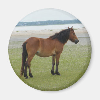 Aimant 2009-7-20 Shackleford Banks 00028