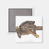 AIMANT 23568138 (Recto/Verso)