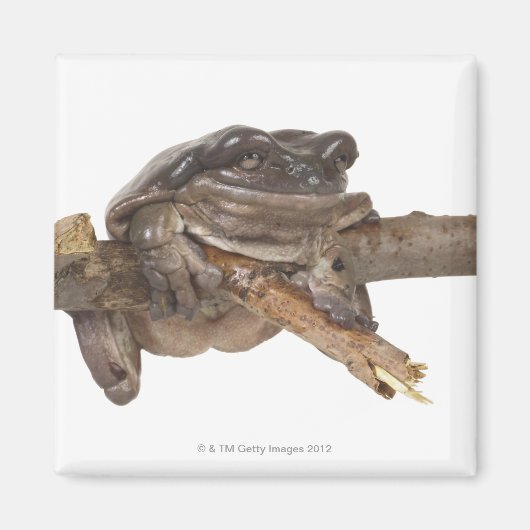 AIMANT 23568138 (Devant)