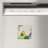 AIMANT 24102386 (In Situ (Lave-vaisselle))