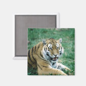 AIMANT 24103189 (Recto/Verso)