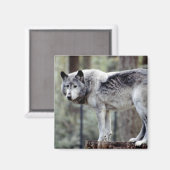 AIMANT 24114488 (Recto/Verso)