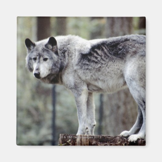 AIMANT 24114488 (Devant)