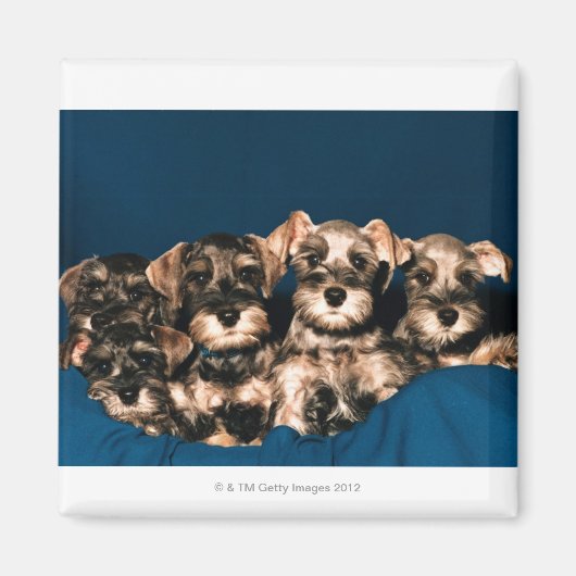 AIMANT 24117057 (Devant)