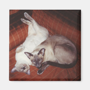Aimant 2 chats siamois : Tortie et point de joint