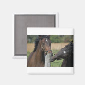 Aimant 2 Chevaux mâcher une clôture (Recto/Verso)