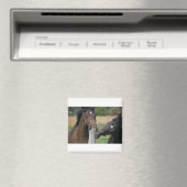 Aimant 2 Chevaux mâcher une clôture (In Situ (Lave-vaisselle))