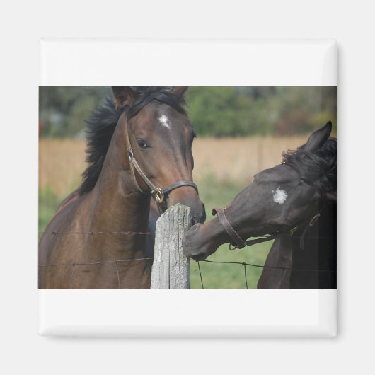 Aimant 2 Chevaux mâcher une clôture (Devant)