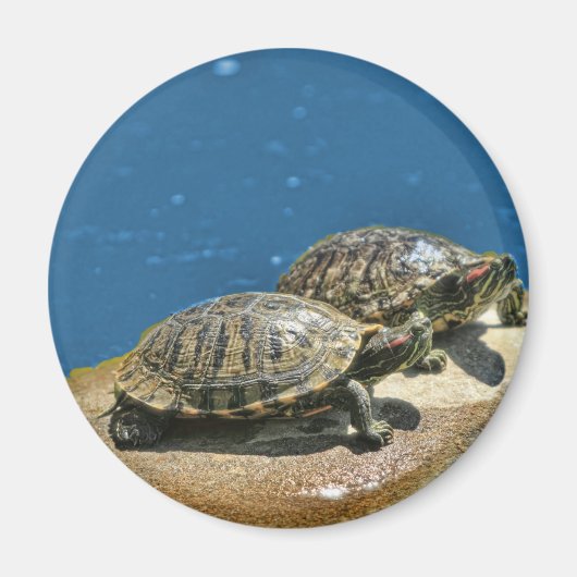 Aimant 2 tortues sur un rocher (Devant)