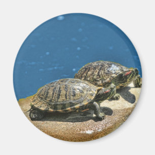 Aimant 2 tortues sur une roche