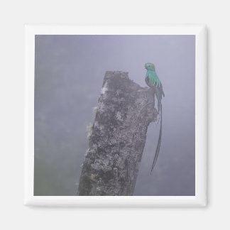 Aimant 2x2 resplendant Quetzal